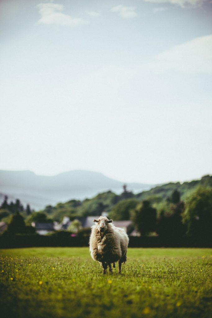ovca merino